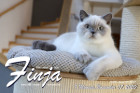 Finja ist 7 Monate alt ( 07.11.2020 )