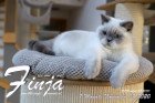 Finja ist 7 Monate alt ( 07.11.2020 )