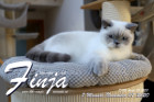 Finja ist 7 Monate alt ( 07.11.2020 )