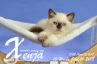Xenja ist 10 Wochen alt ( 16.06.2018 )