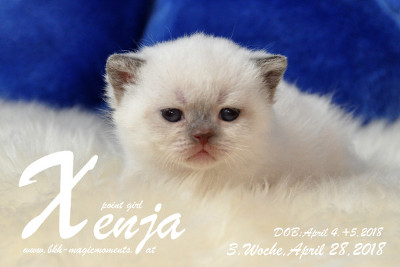 Xenja ist 3 Wochen alt ( 28.04.2018 )