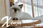 Xenja ist 5 Monate alt ( 26.08.2018 )