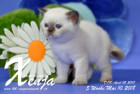 Xenja ist 5 Wochen alt ( 10.05.2018 )
