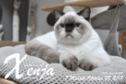 Xenja ist 7 Monate alt ( 28.10.2018 )
