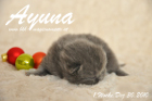 Ayuna ist 1 Woche alt geworden ( 30.12.2010 )