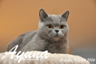 Ayuna ist heute genau 4 Jahre alt geworden . Frohe Weihnachten und happy birthday !! ( 24.12.2014 )
