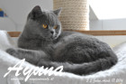 Ayuna ist ca. 5,5 Jahre alt ( 17.April 2016 )