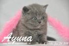 Ayuna ist 5 Wochen alt geworden ( 24.01.2011 )