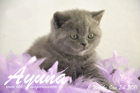 Ayuna ist 5 Wochen alt geworden ( 24.01.2011 )