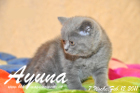 Ayuna ist 7 Wochen alt geworden ( 12.02.2011 )