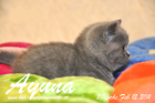 Ayuna ist 7 Wochen alt geworden ( 12.02.2011 )
