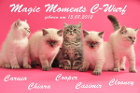 Unser C-Wurf ist 12 Wochen alt ( 01.11.2012 )