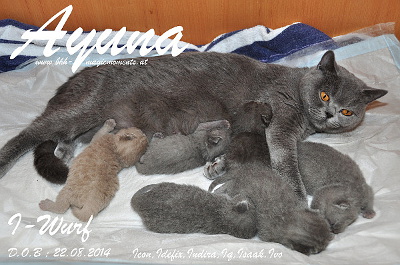 Ayuna`s 2.Babys , Icon, IQ, Indira, Ivo, Idefix und Isaak