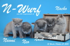 Der N-Wurf ist 12 Wochen alt ( 31.10.2015 )