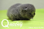 Queeny ist 1 Woche alt ( 13.08.2016 )