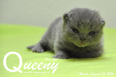 Queeny ist am 04.August 2016 um 04.47 geboren