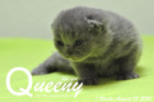 Queeny ist 1 Woche alt ( 13.08.2016 )