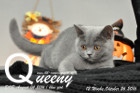 Queeny ist 12 Wochen alt geworden ( 26.10.2016 )