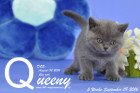 Queeny ist 5 Wochen alt geworden ( 09.09.2016 )