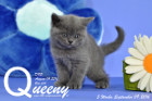 Queeny ist 5 Wochen alt geworden ( 09.09.2016 )