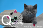 Queeny ist 7 Wochen alt geworden ( 23.09.2016 )