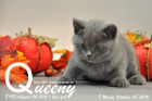 Queeny ist 9 Wochen alt geworden ( 08.10.2016 )