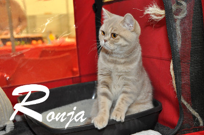 Ronja ist 7 Monate alt und es ist für sie ihre 3.Show in der Kittenklasse