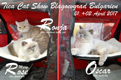 Für Ronja ist es in dieser Saison die 5.Show in der Kittenklasse