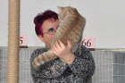 Ronja bei Tica Richterin Monika Dany aus Österreich