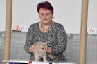 Ronja bei Tica Richterin Monika Dany aus Österreich