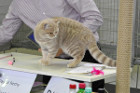Queeny bei Tica Richterin Marion Schiff aus den USA