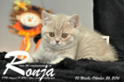 Ronja ist 10 Wochen alt geworden ( 26.10.2016 )