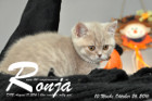 Ronja ist 10 Wochen alt geworden ( 26.10.2016 )