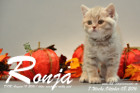 Ronja ist 7 Wochen alt geworden ( 08.10.2016 )