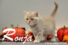 Ronja ist 7 Wochen alt geworden ( 08.10.2016 )