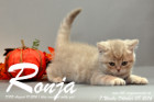 Ronja ist 7 Wochen alt geworden ( 08.10.2016 )