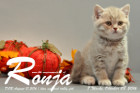 Ronja ist 7 Wochen alt geworden ( 08.10.2016 )