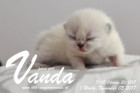 Vanda ist 1 Woche alt ( 05.11.2017 )