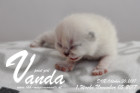 Vanda ist 1 Woche alt ( 05.11.2017 )