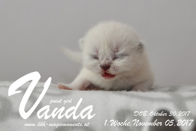 Vanda ist 1 Woche alt ( 05.11.2017 )