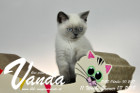 Vanda ist 11 Wochen alt ( 13.01.2018 )