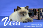 Vanda ist 13 Wochen alt ( 26.01.2018 )