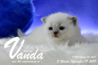Vanda ist 3 Wochen alt ( 19.11.2017 )