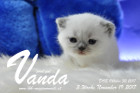 Vanda ist 3 Wochen alt ( 19.11.2017 )