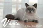 Vanda ist 5 Monate alt ( 31.03.2018 )