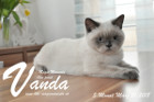 Vanda ist 5 Monate alt ( 31.03.2018 )