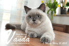 Vanda ist 5 Monate alt ( 31.03.2018 )