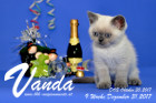 Vanda ist 9 Wochen alt ( 31.12.2017 )