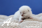 Adam ist 1 Woche alt ( 24.03.2019 )