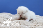 Adam ist 1 Woche alt ( 24.03.2019 )